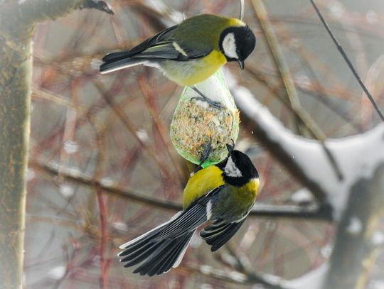 Jak zimą pomóc ptakom?