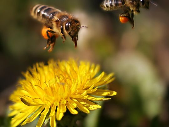 Pszczelarze proszą o nie koszenie traw