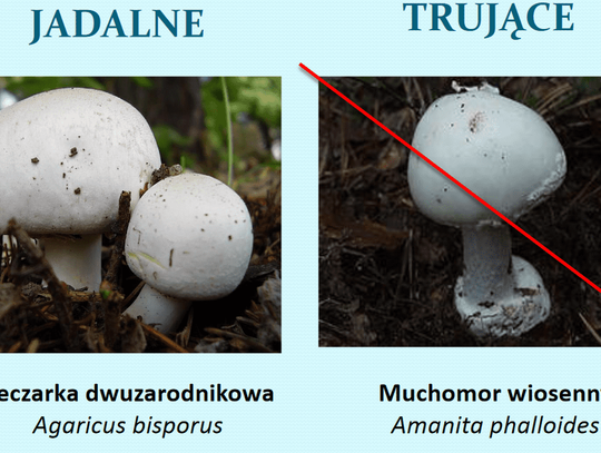 Sezon na grzyby rozpoczęty. Jak sprawdzić, czy nie zebraliśmy trującego?