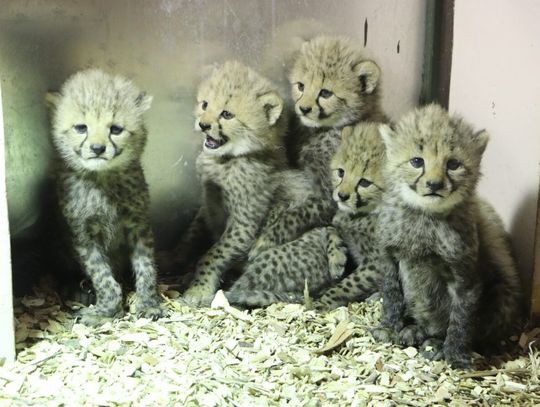 W ogrodzie zoologicznym urodziły się gepardy grzywiaste. Mają 2 ojców