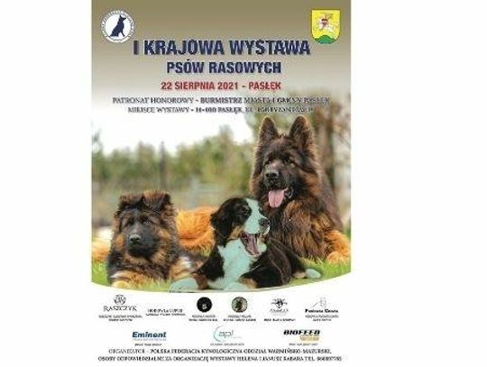 Wystawa psów rasowych w Pasłęku 
