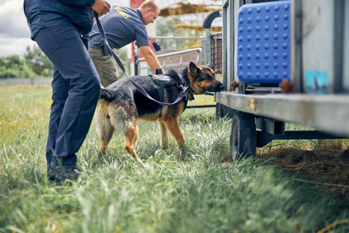 Ile wyniesie psia emerytura po służbie? Znamy stawki